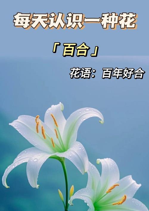 花语通常在哪些场合使用？它们的意义何在？