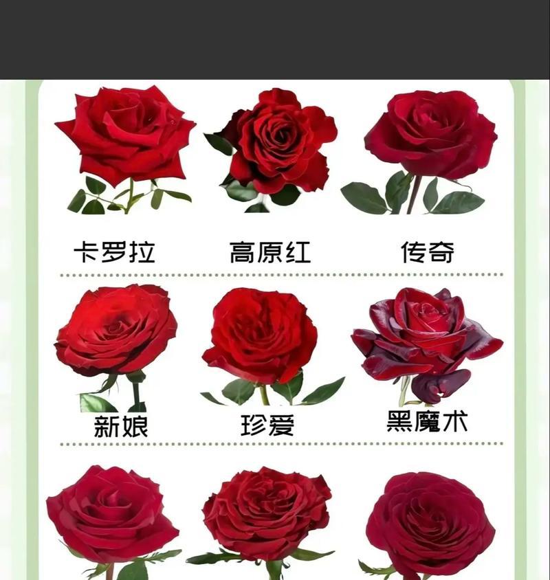 鲜切花玫瑰花多久开花？如何延长花期？