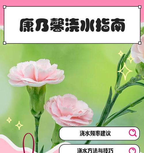 康乃馨冬季如何过冬？冬季养护康乃馨的要点是什么？