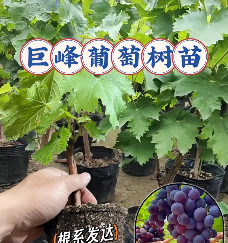 盆栽葡萄只结一两串果实正常吗？原因是什么？