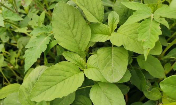 苋科植物的种类有哪些？它们各自有什么特点？
