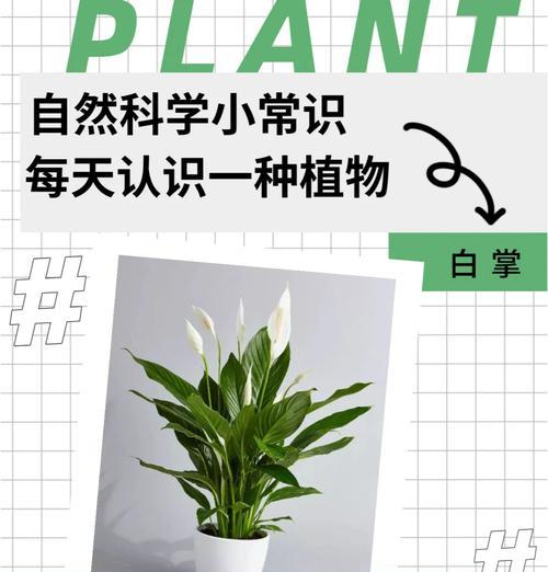 白掌叶子下垂的原因及解决方法？如何预防白掌叶子下垂？
