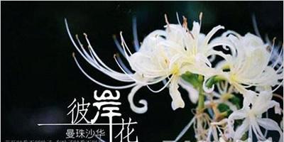 花语三生约定指的是哪种花？这种花的寓意是什么？