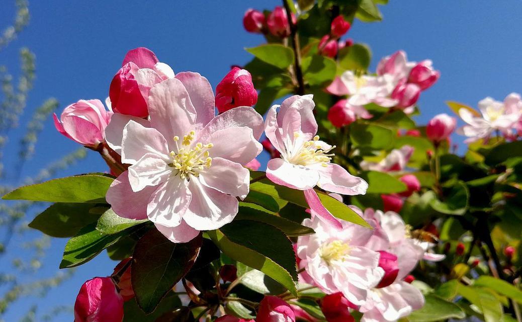 花语三生约定指的是哪种花？这种花的寓意是什么？