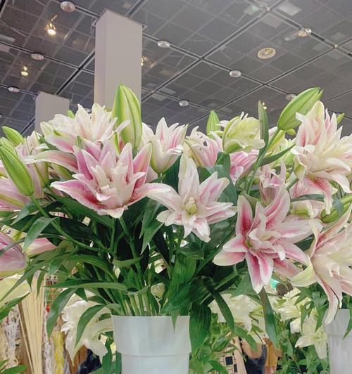 百合鲜花的正确养护方法是什么？如何延长花期？