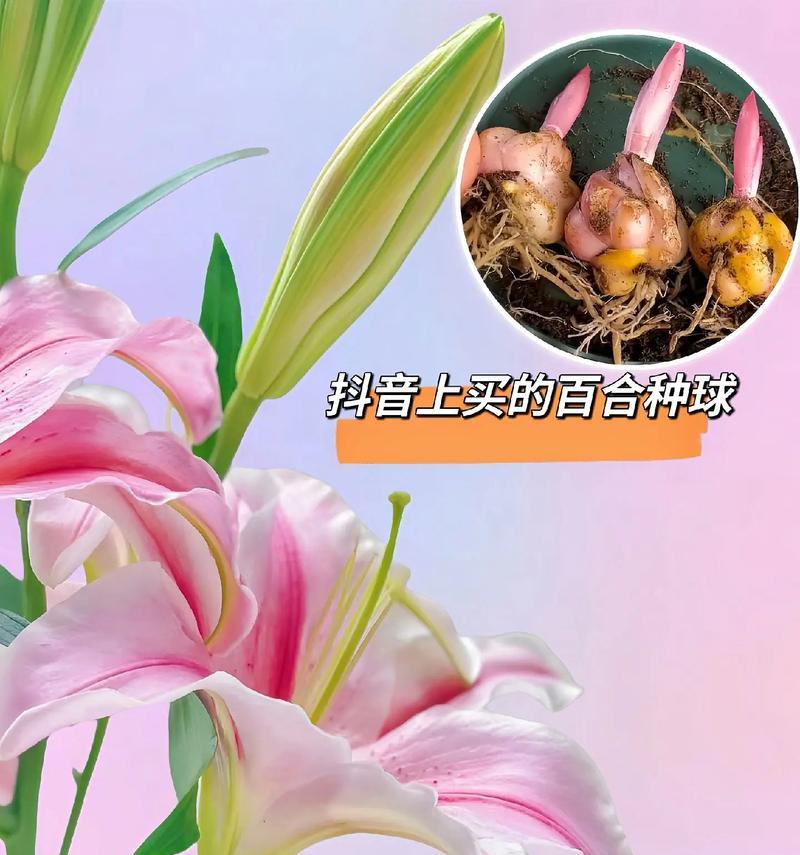 百合鲜花的正确养护方法是什么？如何延长花期？