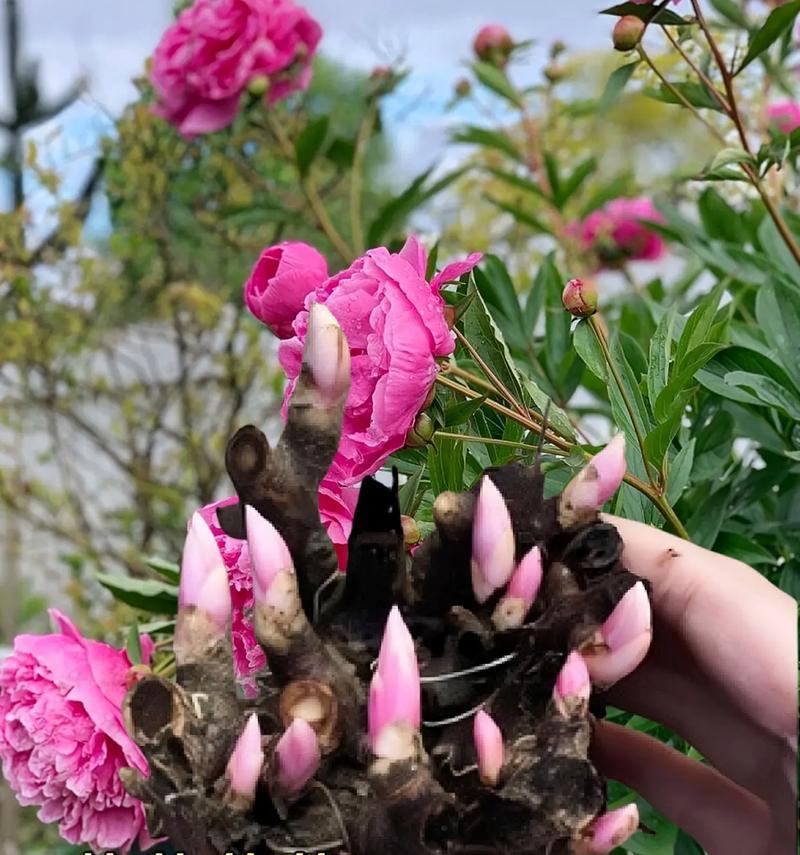 白色芍药花代表什么？花语含义有哪些？