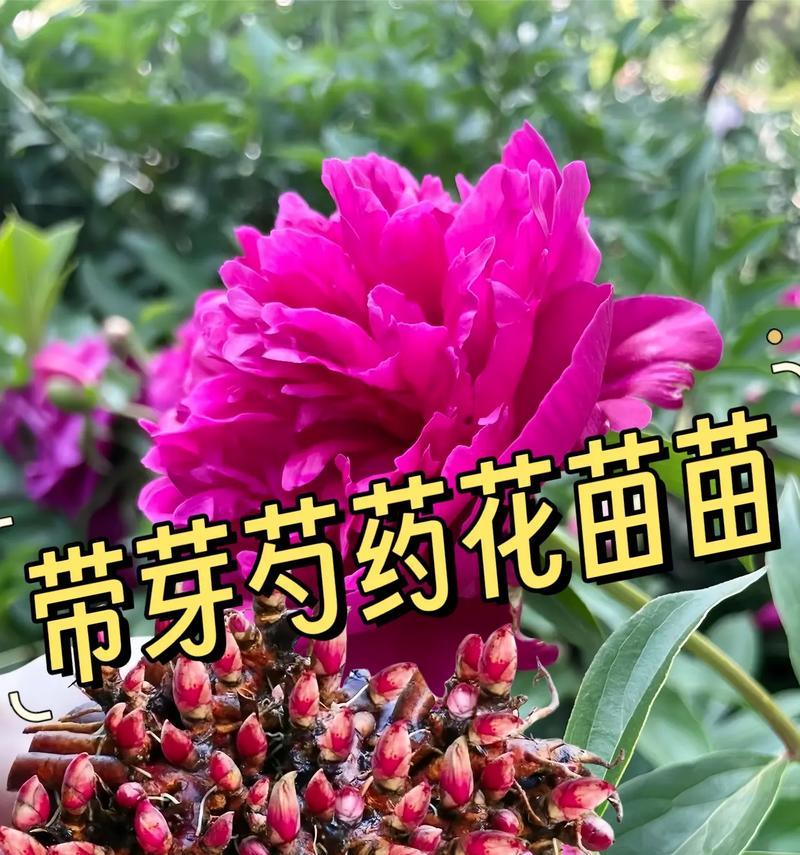 白色芍药花代表什么？花语含义有哪些？
