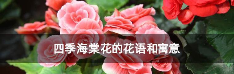 四季海棠的花语有哪些？