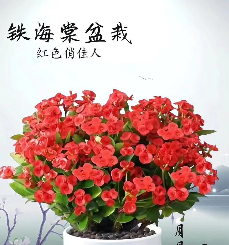 四季海棠的花语有哪些？