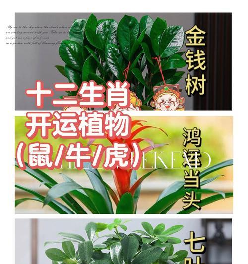 花语花香与生肖有何关联？