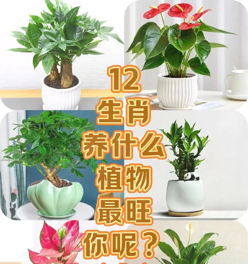 花语花香与生肖有何关联？