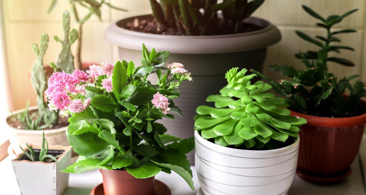 室内花卉选择有哪些技巧？
