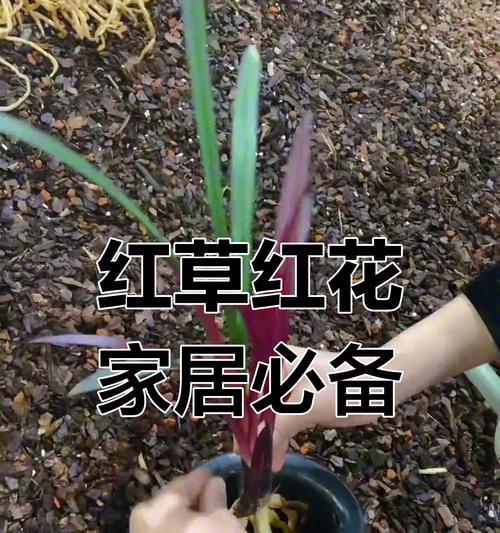 室内花卉选择有哪些技巧？