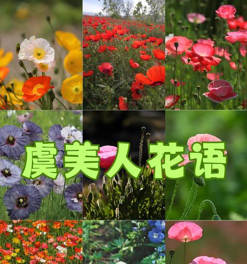 代表是男生的花语是什么？哪种花象征着男性的特质和情感？