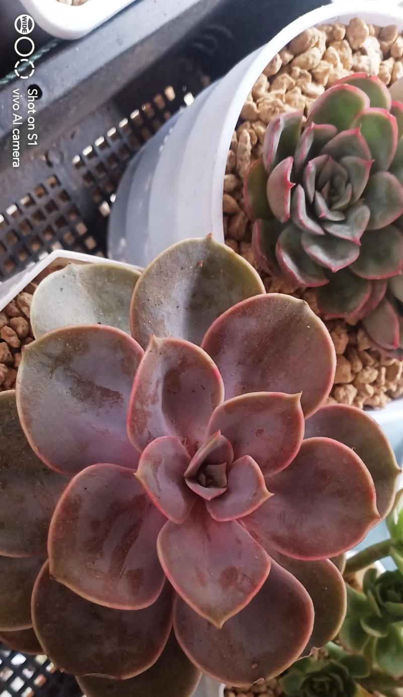 紫珍珠养殖需要注意什么？