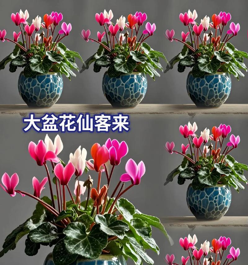 仙客来花的养护秘诀是什么？怎样才能养得最好？