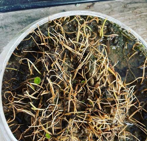 金钱草的繁殖方法是什么？如何提高成功率？