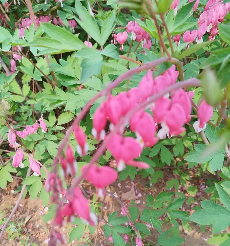 四月的花语中有哪些花的名字？