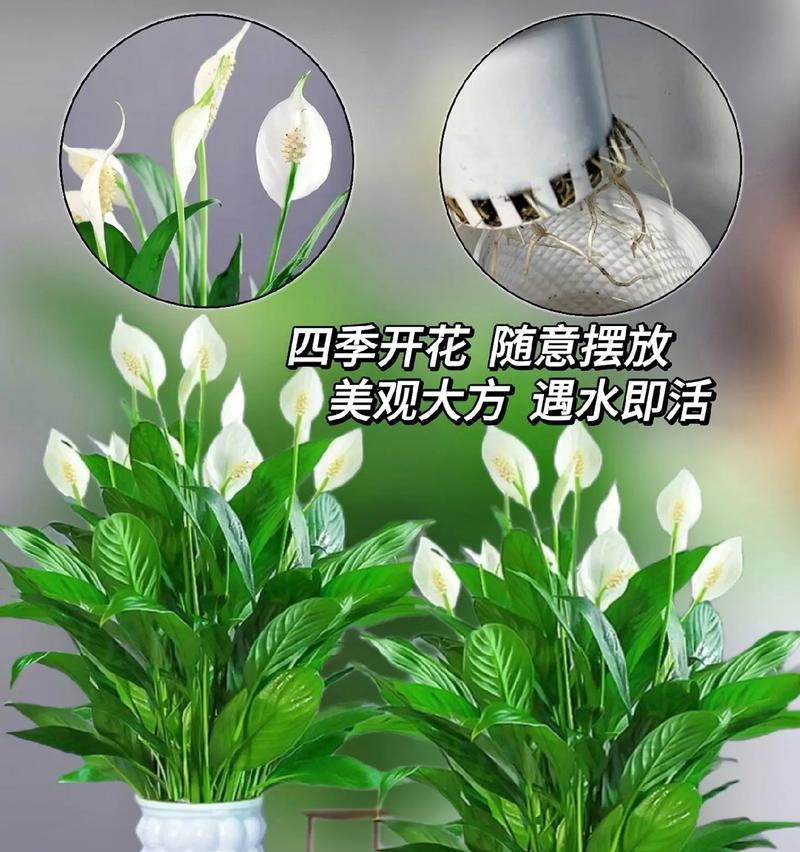 水培白掌的养护方法是什么？如何保持白掌健康生长？