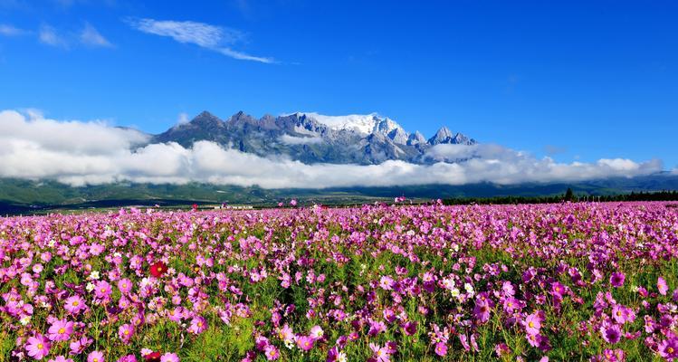 四月的花语中有哪些花的名字？