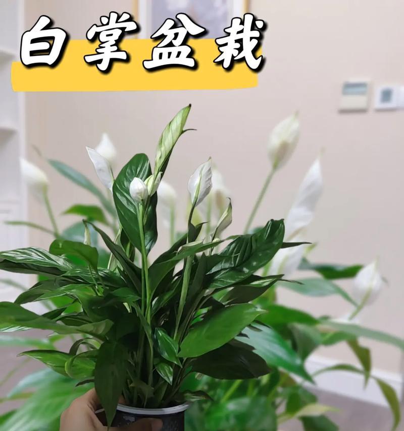 水培白掌的养护方法是什么？如何保持白掌健康生长？