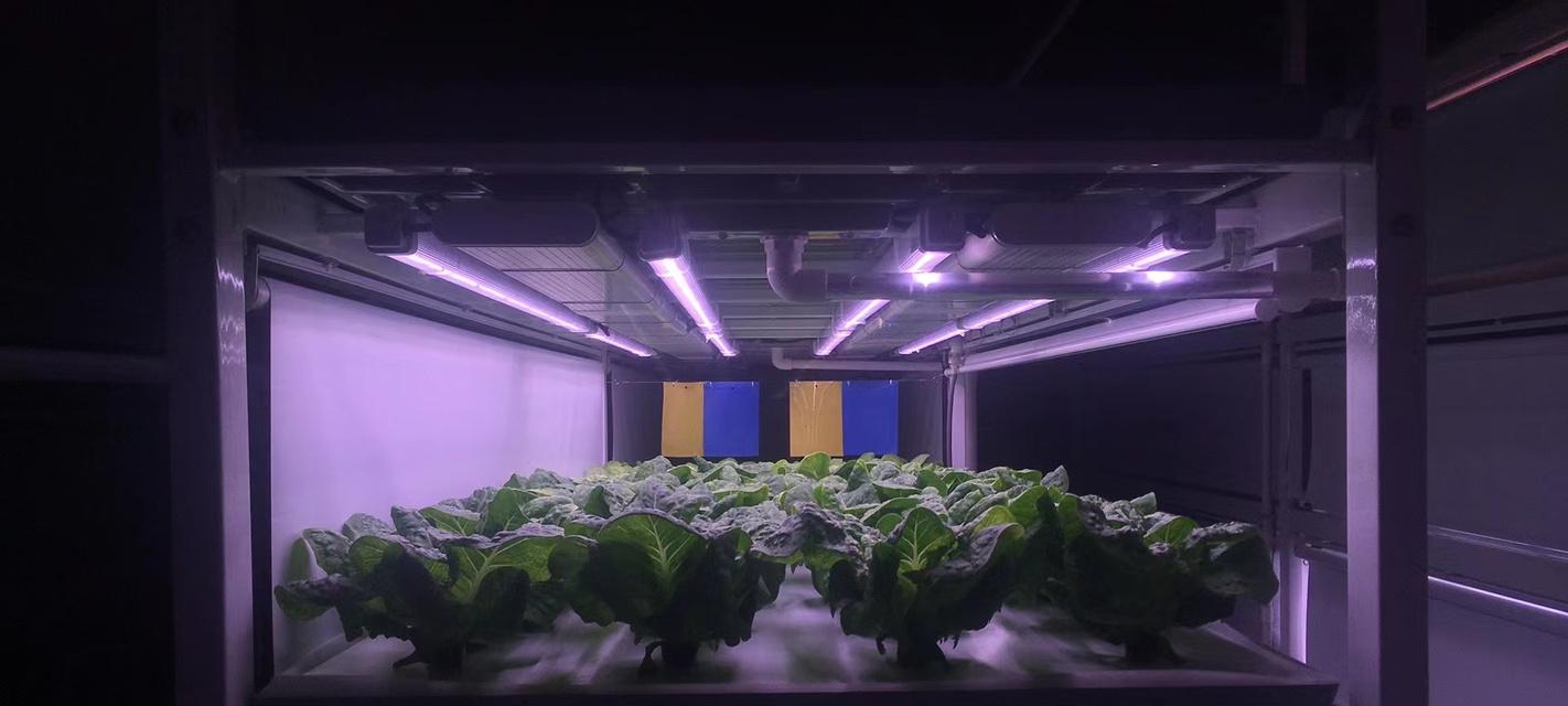 灯笼树发光的原因是什么？其生长特性有哪些？