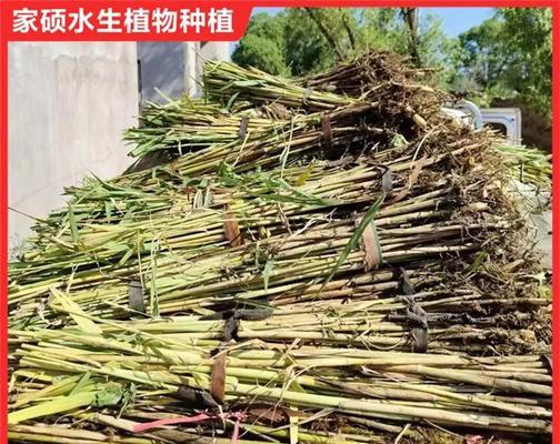 盆栽芦苇幼苗的养护要点？