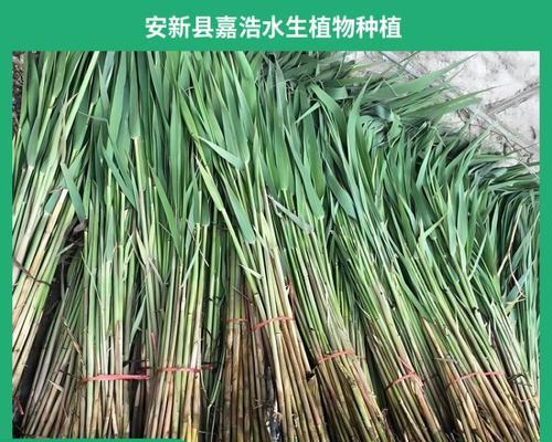 盆栽芦苇幼苗的养护要点？