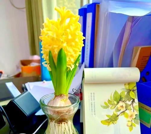 哪些花适合水养？它们的花语是什么？