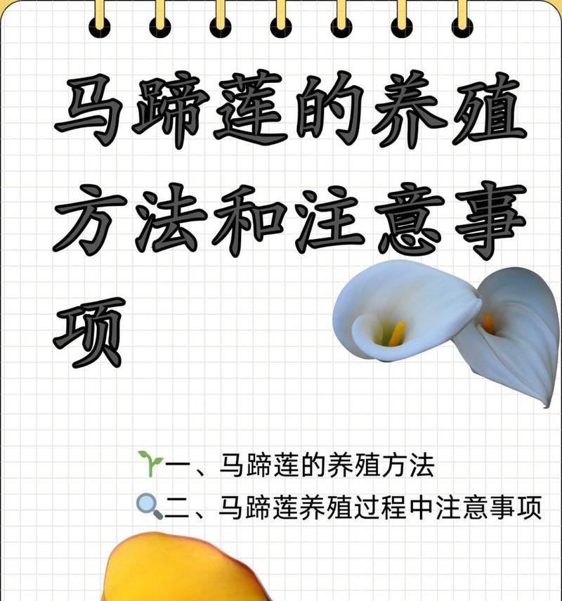 马蹄莲开花后怎么处理？开花后的养护方法是什么？