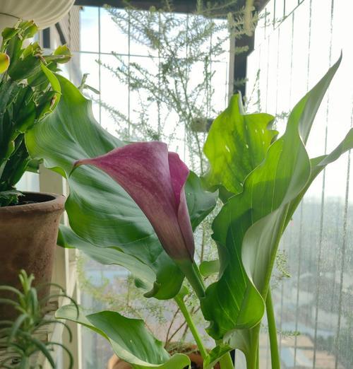 马蹄莲开花后怎么处理？开花后的养护方法是什么？