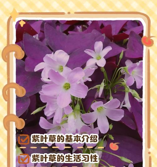 孩子送的花代表什么？小宝贝送花的花语有何特别含义？