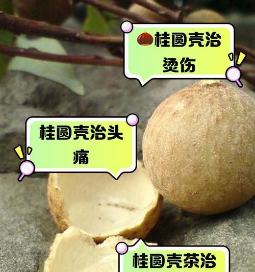 桂圆种子小盆栽的制作步骤是什么？需要哪些材料？