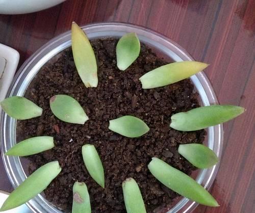 多肉植物的种植过程是什么？如何保证种植的成功率？