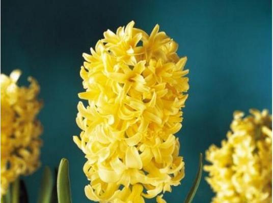 九点开播的花语是什么含义？