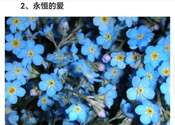 九点开播的花语是什么含义？