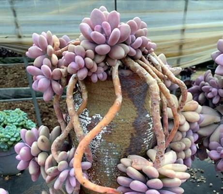 桃蛋植物的施肥技巧是什么？如何使桃蛋植物生长得更加肥壮？