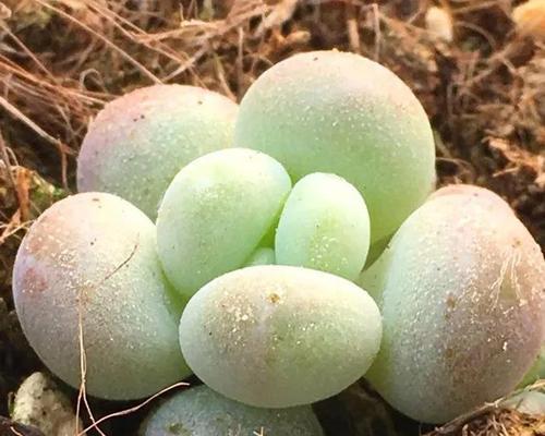 桃蛋植物的施肥技巧是什么？如何使桃蛋植物生长得更加肥壮？