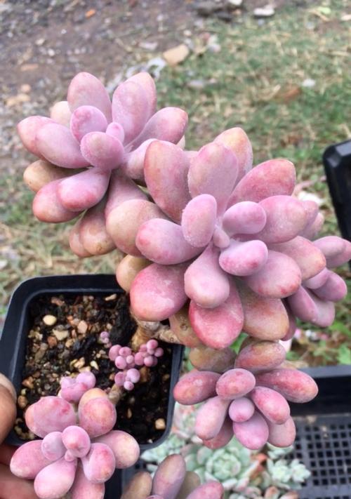 桃蛋植物的施肥技巧是什么？如何使桃蛋植物生长得更加肥壮？