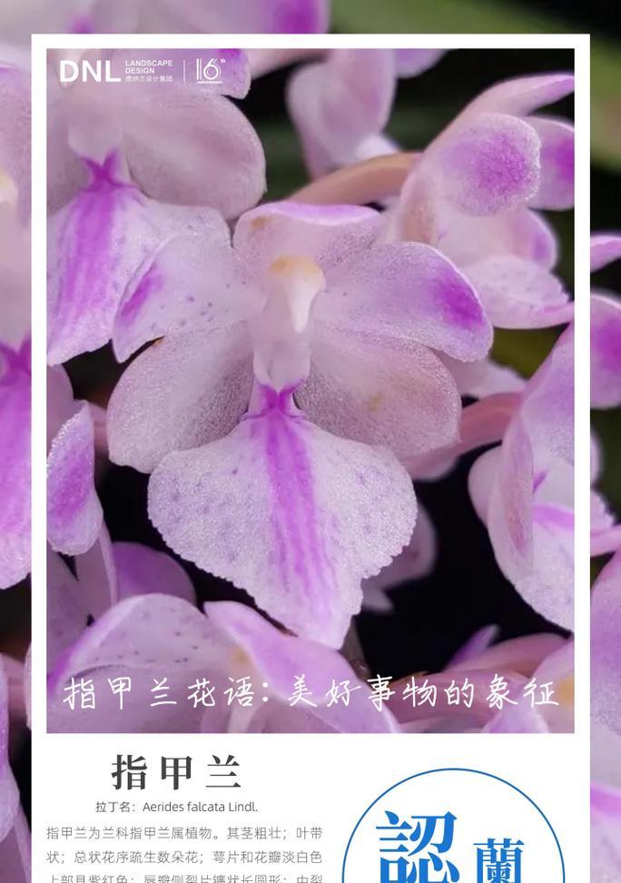 在巨人墓碑前应该选择哪种花语？