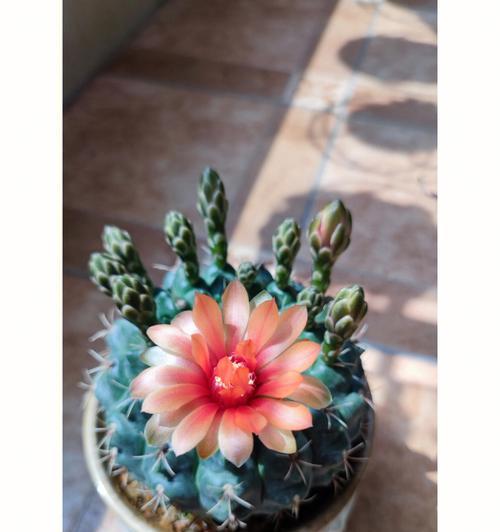 绯花玉的开花时间是什么时候？如何促进绯花玉开花？