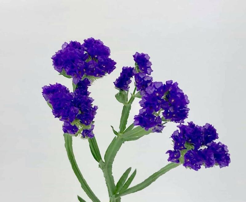 白勿忘我花语有何寓意？适合送什么人？