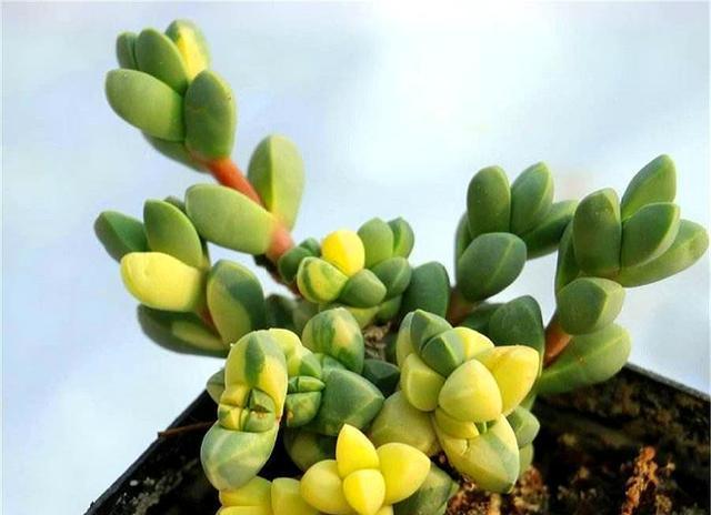 多肉鹿角海棠的养殖技巧是什么？如何保持其多肉状态？