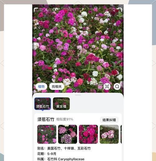 须苞石竹花语代表什么含义？