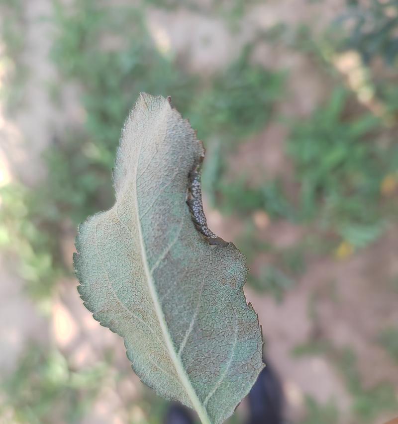 苹果树盆栽干枯是什么原因？如何拯救干枯的苹果树盆栽？