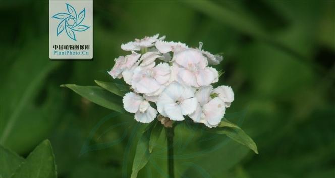 须苞石竹花语代表什么含义？