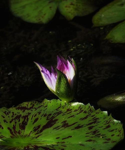 睡莲什么季节？睡莲的最佳种植和开花季节是什么时候？