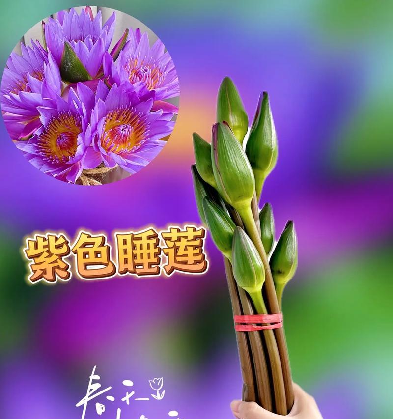 睡莲什么季节？睡莲的最佳种植和开花季节是什么时候？