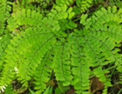 铁线蕨是什么植物？铁线蕨的养护和繁殖方法？